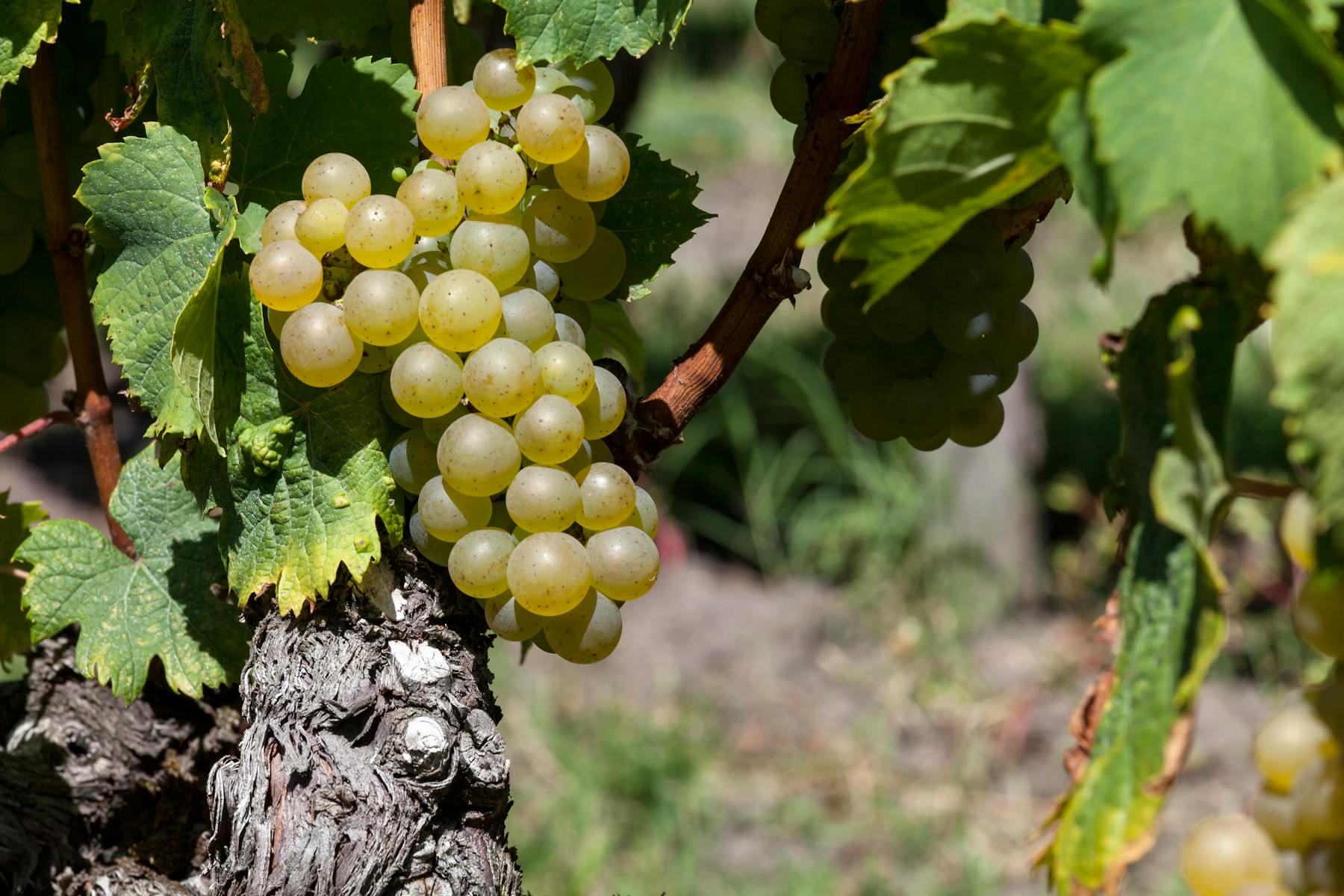 Bunch of grapes, Semillon grape variety